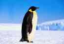 Imperial penguin