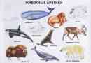 Živali arktike. Opis, imena in značilnosti živali arktike