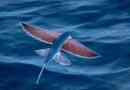 Flying fish
