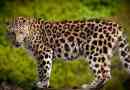 Leopard - pogledi in fotografije