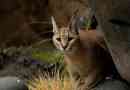 Caracal