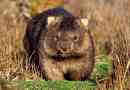Wombat