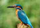 Kingfisher