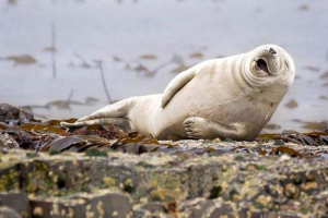 20 Najbolj smešne živali po mnenju comedy wildlife fotografija nagrade 2015