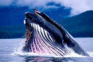 27 Zanimivih dejstev o kitih 27 Zanimivih dejstev o kitih