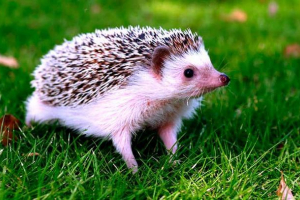 40 Zanimivih dejstev o ježu