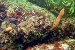 500 Novih živalskih vrst, ki jih odkrijejo znanstveniki v vodah morja okhotka 500 Novih živalskih vrst, ki jih odkrijejo znanstveniki v vodah morja okhotka