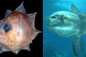 8 Mladih živali, ki niso kot njihovi starši