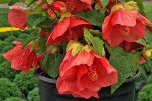 Abutilon (kanal)