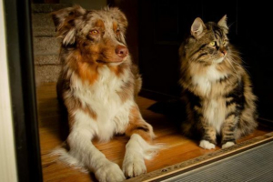 Izvijač iz volologne spremenjene pasme mačk in psov z barvo in lepilom