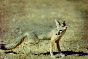 Afriška lisica - najmanj študiran predstavnik družine psov Afriška lisica - najmanj študiran predstavnik družine psov