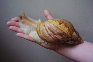 Akhatina. Vsebina polža doma Akhatina. Vsebina polža doma