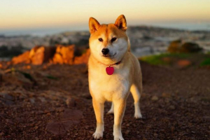 Akita inu je najbolj zvest prijatelj