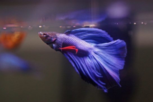 Akvarij riba Akvarij riba