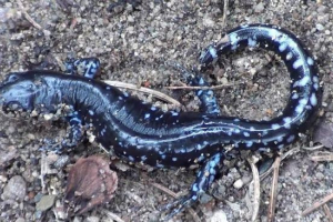 Ambidomas: njihove sorte in življenjski slog