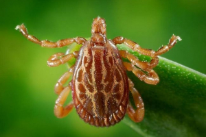 Amblomma maculatum - nevarni parazit živali