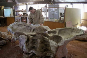 Anatomska struktura dinozavrov