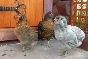 Araucan pasme kurja. Opis, značilnosti, vrste, nega in vsebnost ptic Araucan pasme kurja. Opis, značilnosti, vrste, nega in vsebnost ptic