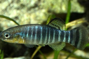 Azraksky carsozubik - plenilske ribe