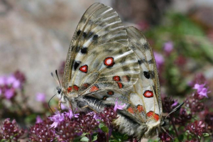 Butterfly apollo - pošiljanje beauty