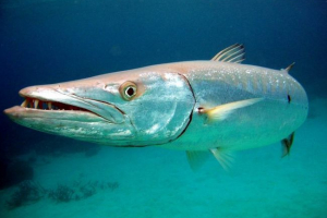 Barracuda
