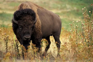 Bizonosubr - bison plus bison