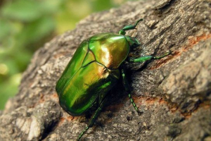 Rdeča knjiga udmurtije