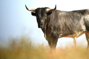 Bull tour