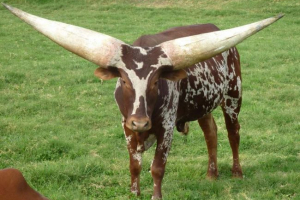 Bull vatussi. Opis, fotografija živali