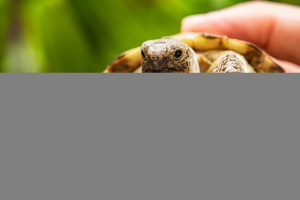 Želva - to je plazilec ali dvoživka?