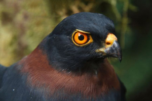 Navodila za črno - meje