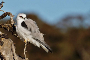 Črna kamp smokey crucifier - hunter na dexterious field
