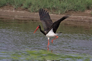 Black stork: kaj vemo o tej ptici?