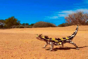 Tri nogavice (zemeljske vretenčarje) Tri nogavice (zemeljske vretenčarje)