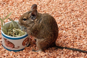 Čilean protein degu doma Čilean protein degu doma