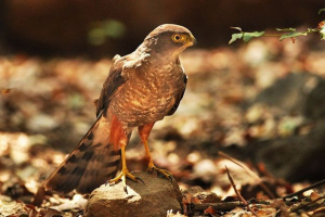 Chilean hawk Chilean hawk