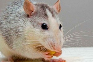 Kaj jedo okrasne podgane doma? Krmo in dodatna hrana