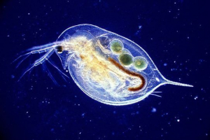 Daphnia Daphnia
