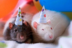 Dekorativni domači podgane