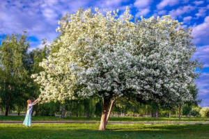 Dekorativne vrste rastlin Dekorativne vrste rastlin