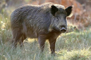 Divji prašič. Življenjski slog in divji prašiški habitat