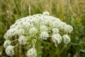 Strupene rastline rusije