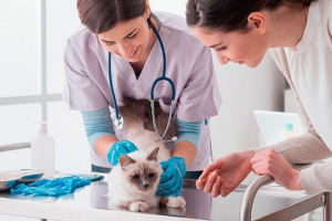 Dirofilyariosis pri mačkah - mehanizem okužbe