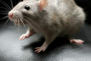 Za 300 podgan iščejo zavetje v münchnu