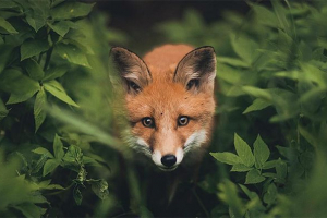 Poročilo za otroke fox: videz in življenjski slog