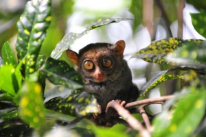 Tarsier