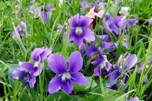 Crabuina violet Crabuina violet