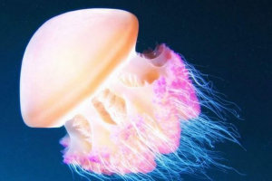 Fizika: float meduze po metodi sesalnik