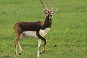 Grana - antilopa z vijaki namesto rogov