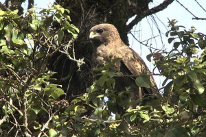 Havajski hawk Havajski hawk